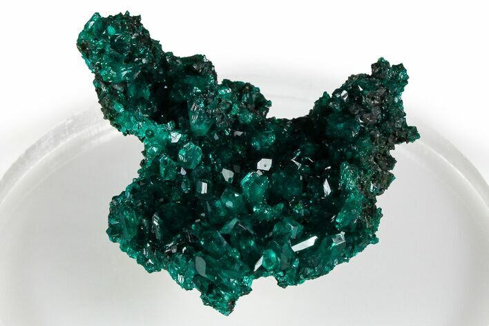 Lustrous Dioptase Crystal Epimorph - Congo #368192
